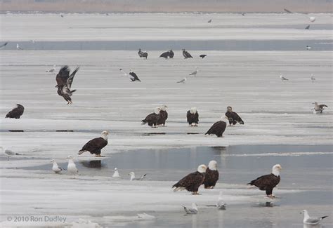 eagle and fish|Here's where you can see bald eagles in Utah this winter.